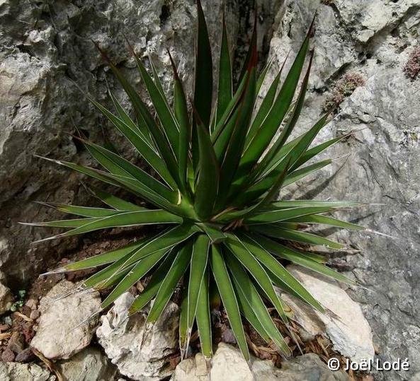 Agave ocahui ©JL